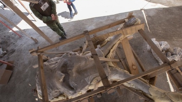 La Sedena apoya en el rescate de 132 mamuts