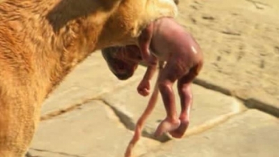 La gente se quedó horrorizada cuando vio lo que la perra llevaba en su boca… ¡Pero lo más sorprendente aún estaba por llegar!