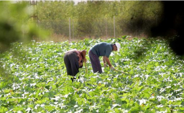 Jornaleros en una explotación agrícola murciana