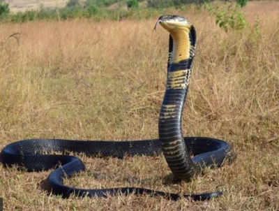 Los elápidos son una familia de serpientes altamente venenosas.