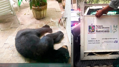 Un oso negro, que se acercó el pasado julio a una joven en el Parque Ecológico Chipinque, Nuevo León, México.