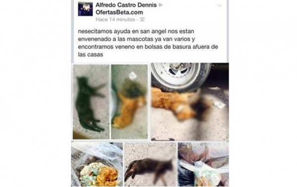 Hombre de Hermosillo se adjudica muerte de 64 mascotas