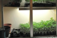 Más de 11 kilos de plantas de mariguana así como semilla