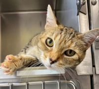 Harriet apareció en la Kootenai Humane Society en Idaho, nueve años después de que desapareciera de su casa en California.
