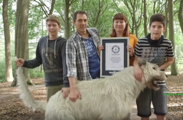 Conoce al perro con la cola más larga del mundo (VIDEO)