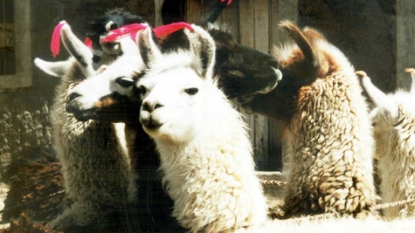 Las alpacas están acostumbradas al frío del altiplano, donde las temperaturas pueden llegar hasta los 14º bajo cero, pero en esta ocasión llegaron a menos 20º.