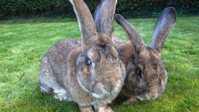 Darius y Jeff pertenecen a una raza de conejos gigantes