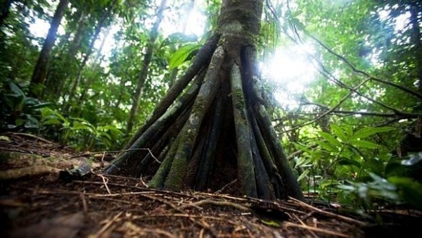 Los árboles de la Reserva de la Biósfera de la Unesco
