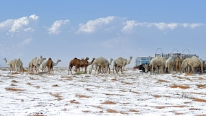 La nieve en la provincia de Al Jawf.