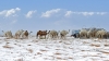 La nieve en la provincia de Al Jawf.