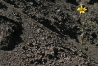 El gobierno federal dejó de recaudar 3 mil 277 millones de pesos de las empresas mineras entre 2008 y 2013 por el cobro de derechos por las concesiones que otorga.