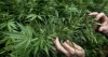 La policía federal de localizó e inhabilitó hoy un invernadero de marihuana en Tlajomulco de Zúñiga, en el estado de Jalisco.