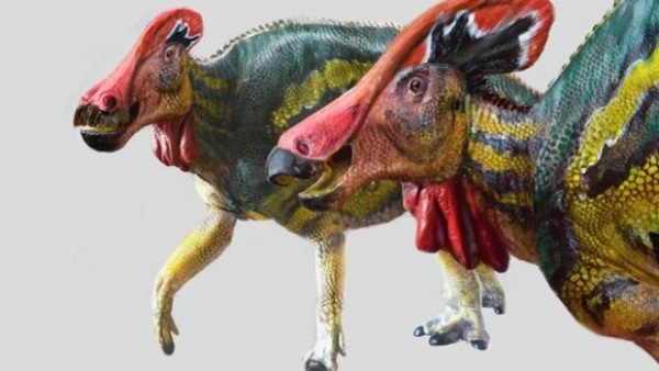 Recreación del vistoso Tlatolophus galorum