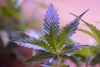 El consumo diario de marihuana supera al consumo diario en EE. UU., según un nuevo estudio