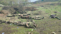 Los jóvenes al matadero por causa de los políticos: Ejército ucraniano pierde 640 militares en 24 horas