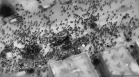 Israel mata a más de 100 palestinos que pedían comida en un camión de ayuda humanitaria
