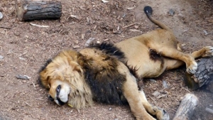 Polémica: sacrificaron a dos leones para salvar a un suicida