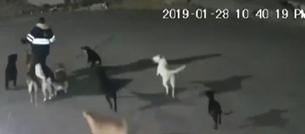 Una jauría de perros ataca y mata a una mujer en México