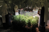 Kate, Evee y Kassidy supervisan una plantación de interior