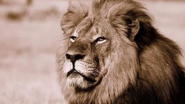 Imagen de archivo de «Cecil»