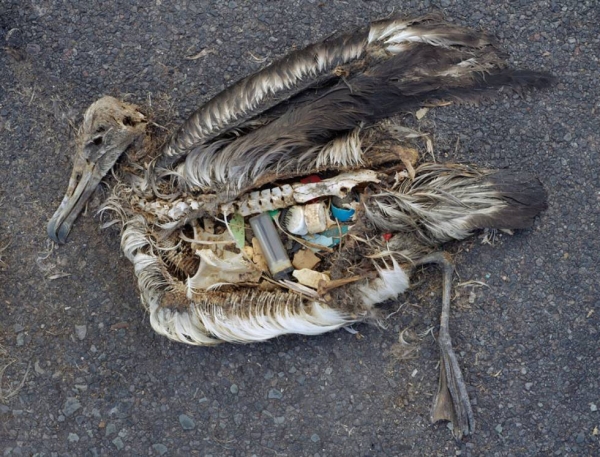Cadáver de un albatros en las islas Midway