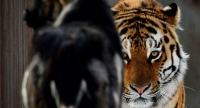 El tigre Amur atacará a su amigo el chivo en cuanto huela su miedo