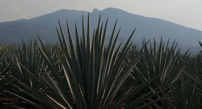 Conozca qué va a fabricar Ford Motors con agave mexicano