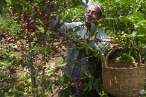 El café de la mañana puede tener más de medio millón de año