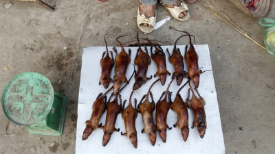 Ratas en venta en un mercado de Hanói, Vietnam, el 25 de diciembre de 2011.