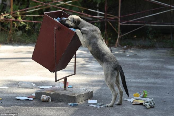 Un perro rebuscando en una basura en la zona de Chernóbil