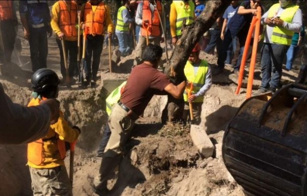 Protestan vecinos del Parque del Dean por el retiro de árboles
