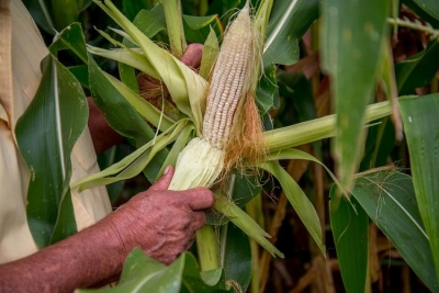 Campesinos e industriales mexicanos pugnan por el control de las semillas