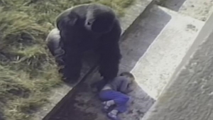 El gorila Jambo protege al pequeño Levan