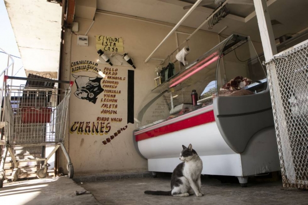 Un gato espera algún corte de carne que le salve el día