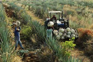 En menos de 15 años tequileras del país pasaron a manos extranjeras