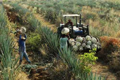 En menos de 15 años tequileras del país pasaron a manos extranjeras