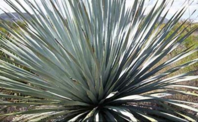 Guajardo se alinea con la industria en disputa sobre el mezcal