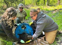Un oso de Michigan vagó por el bosque durante dos años con una horrible tapa en el cuello.