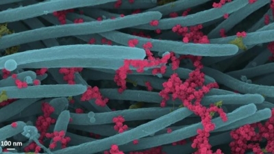 Partículas del virus en rosa, sobre cilios de células del sistema respiratorio, en azul - Ehre Lab/UNC School of Medicine
