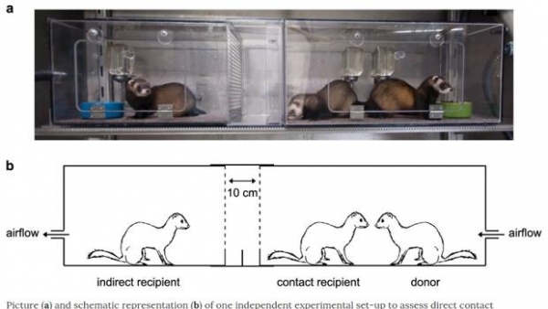 Un estudio con hurones prueba que el coronavirus se transmite por el aire