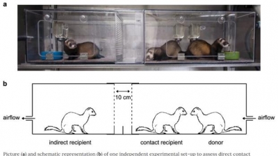 Un estudio con hurones prueba que el coronavirus se transmite por el aire