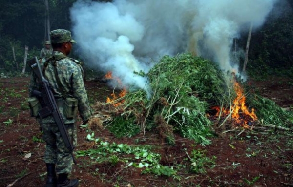 Destruyen plantíos de marihuana en Jalisco