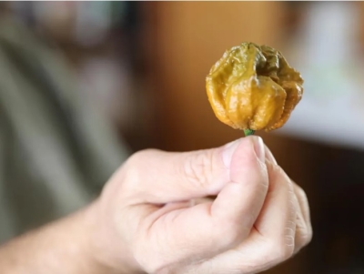 Pepper X: la variedad de pimiento más picante del mundo según el Libro Guinness de los Récords.