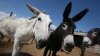 China importa millones de burros para usarlos en la medicina tradicional
