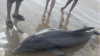 Un delfín varado en Quintana Beach en Texas murió luego de ser acosado por bañistas