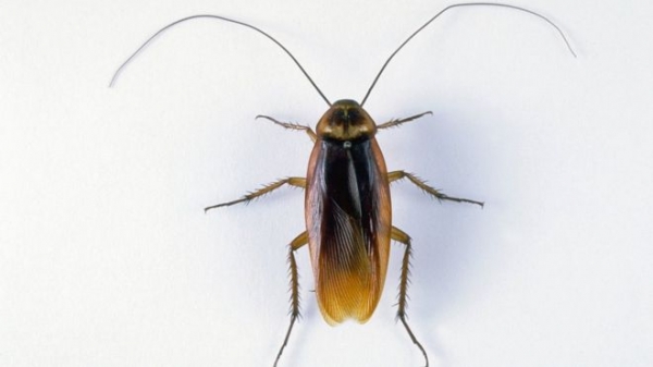 De las más de 4.000 especies de cucarachas que existen, unas 30 están presentes en hábitats humanos.