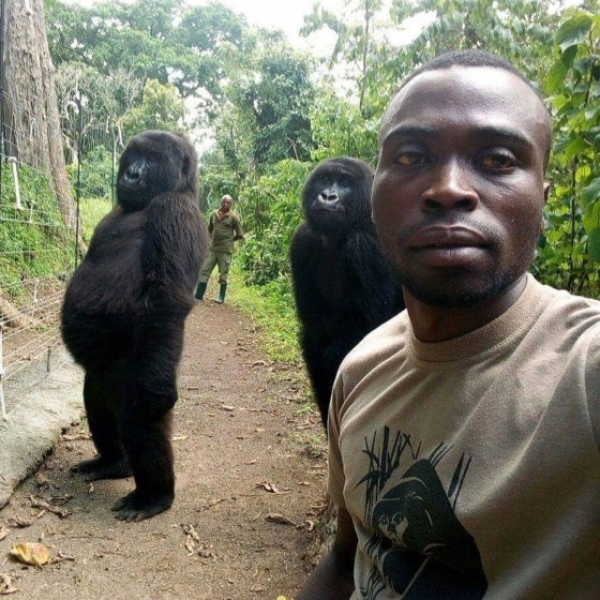 La historia del selfi con ‘Ndeze’ y ‘Ndakasi’, dos gorilas huérfanas que posan con su cuidador