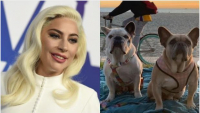 Lady Gaga y sus perros